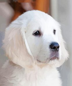Adorable White Golden Retriever Puppy Paint By Numbers