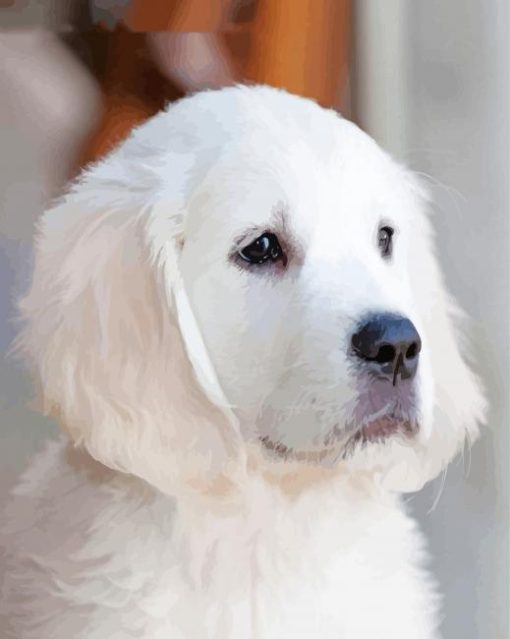 Adorable White Golden Retriever Puppy Paint By Numbers