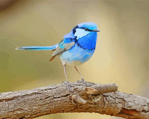 Adorable Blue Wren Paint By Numbers