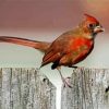Aesthetic Juvenile Cardinal Bird Paint By Numbers