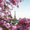 Aesthetic Pink Blossom In Paris Paint By Numbers