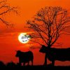 Aesthetic Silhouette Cows Paint By Numbers