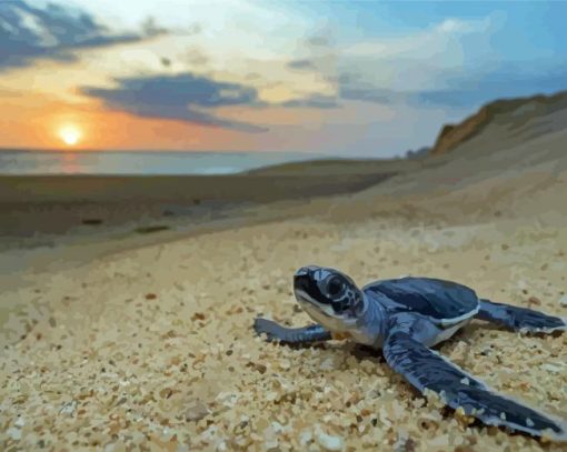 Baby Sea Turtle Paint By Numbers
