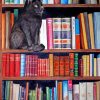 Beautiful Cat Bookcase Art Paint By Numbers
