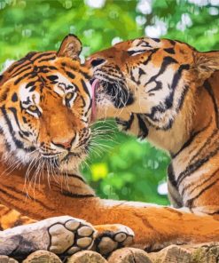 Beautiful Tiger Couple Paint By Numbers