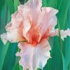 Beautiful Pink Iris Flower Paint By Numbers