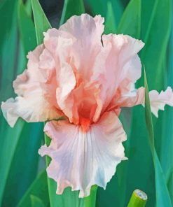 Beautiful Pink Iris Flower Paint By Numbers