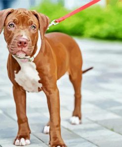 Brown Pit Bull Puppy Paint By Numbers