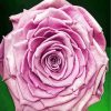 Close Up Cabbage Rose Paint By Numbers