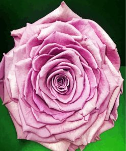 Close Up Cabbage Rose Paint By Numbers