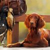 Cool Red Setter Paint By Numbers