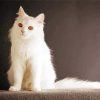 Cool White Cat Paint By Numbers