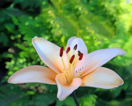 Lily Cream Flowers Paint By Numbers