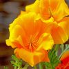 Orange Yellow Poppies Paint By Numbers