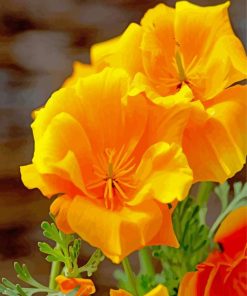 Orange Yellow Poppies Paint By Numbers