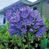 Purple Agapanthus Paint By Numbers