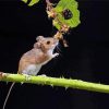 Tree Mouse Paint By Numbers