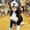 Bernedoodle Dog Art Paint By Numbers