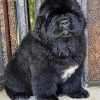 Newfoundland Dog Paint By Numbers