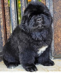 Newfoundland Dog Paint By Numbers