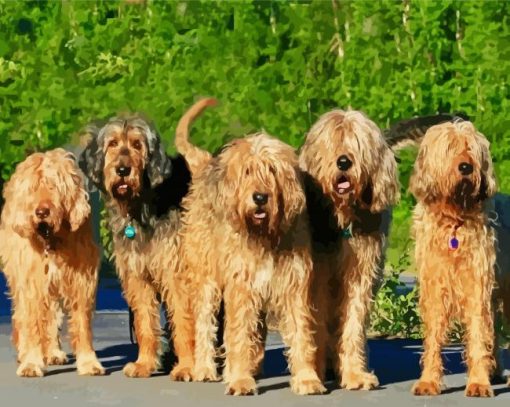 Otterhound Dogs Paint By Numbers