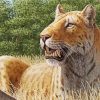 Saber Toothed Cat Sitting Paint By Numbers