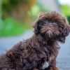 Dark Brown Shihpoo Dog Paint by numbers