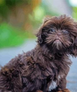 Dark Brown Shihpoo Dog Paint by numbers
