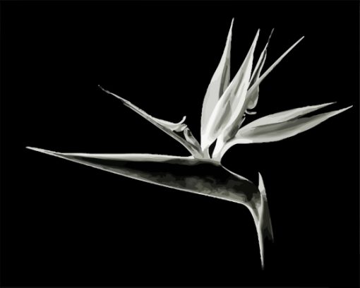 Black And White Bird Of Paradise Paint By Numbers