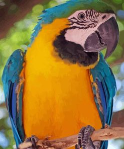 Blue And Gold Macaw African Parrot Paint By Numbers