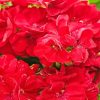 Close Up Red Geranium Flowers Paint By Numbers
