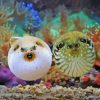 Puffer Fishes Paint By Numbers