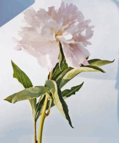 Single White Chinese Peony Flower On Table Paint By Numbers