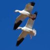 Snow Geese Flying Paint By Numbers