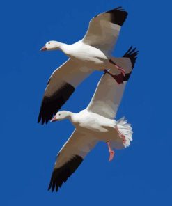 Snow Geese Flying Paint By Numbers