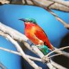 Southern Carmine Bee Eater On Branch Paint By Numbers