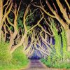 The Dark Hedges At Night Paint By Numbers