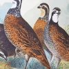 Bevy Of Quails Birds Paint By Numbers