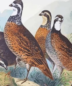 Bevy Of Quails Birds Paint By Numbers