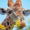 Giraffe With Yellow Flowers Paint By Numbers