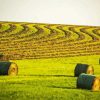 Green Fields Hay Bales Paint By Numbers