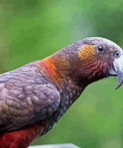 Kaka Bird Animal Paint By Numbers