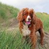 Working Spaniel Paint By Numbers