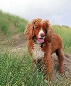 Working Spaniel Paint By Numbers