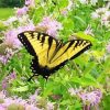 Yellow Butterfly In Wild Bergamot Paint By Numbers