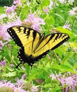 Yellow Butterfly In Wild Bergamot Paint By Numbers