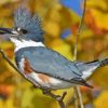 Belted Kingfisher Bird Paint By Numbers