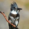 Belted Kingfisher Eating Paint By Numbers