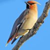 Bohemian Waxwing Paint By Numbers