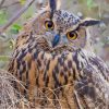 Cute Eurasian Eagle Owl Paint By Numbers